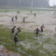 [Vidéo] Rugby : Aux Fidji, les joueurs insistent pour jouer dans des conditions dantesques
