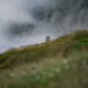 UTMB 2024 - Classement TDS en direct