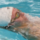 Natation Léon Marchand renonce aux championnats du monde en petit bassin