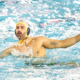 Water-polo Ligue des Champions : Marseille valide son ticket pour les quarts en battant Vasas
