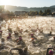 Résultats et Classement Triathlon XL de Gérardmer 2025